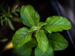 Tulsi and Its Magical Benefits